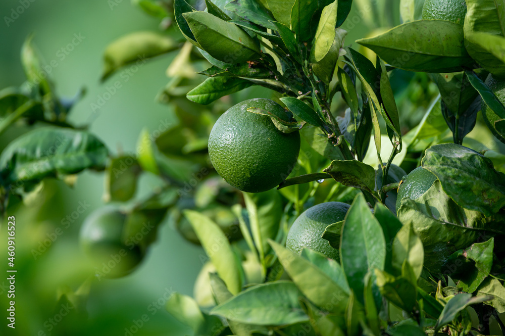 Green orange citrus fruits ripening on orange trees plantation Green orange citrus fruits ripening on orange trees plantation