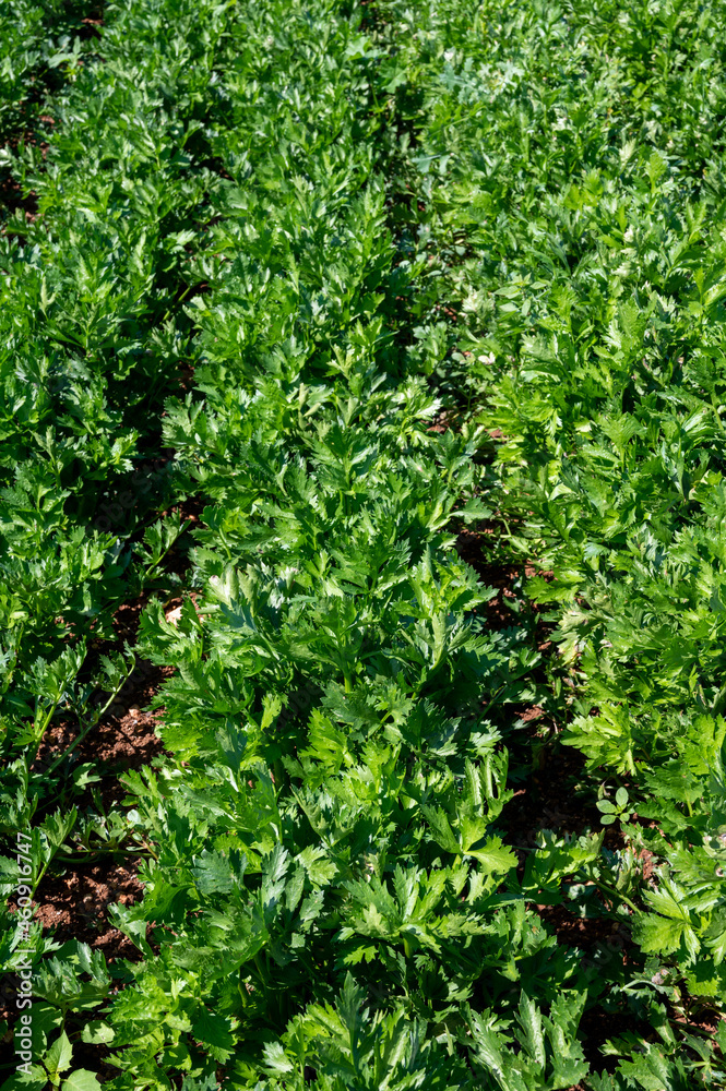 Cultivation of green leaf celery plants Cultivation of green leaf celery plants
