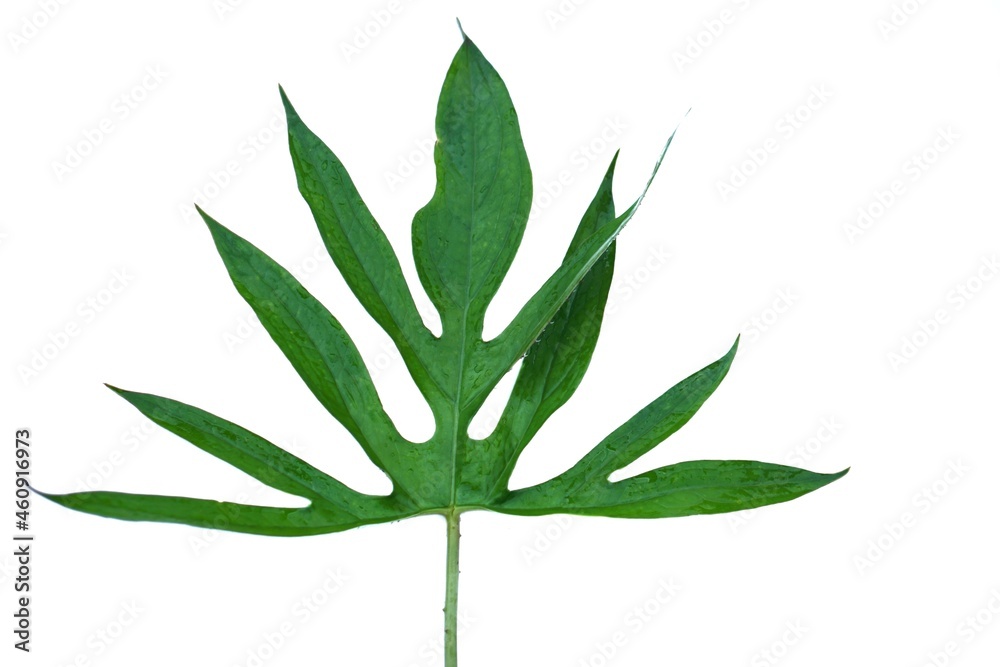 Naklejka premium Green Lasia spinosa plant leaf isolated on white background. Indigenous plants in Thailand that can eat as vegetable or cooking. It's also growing as ornamental plant at home. Thorny leaf.