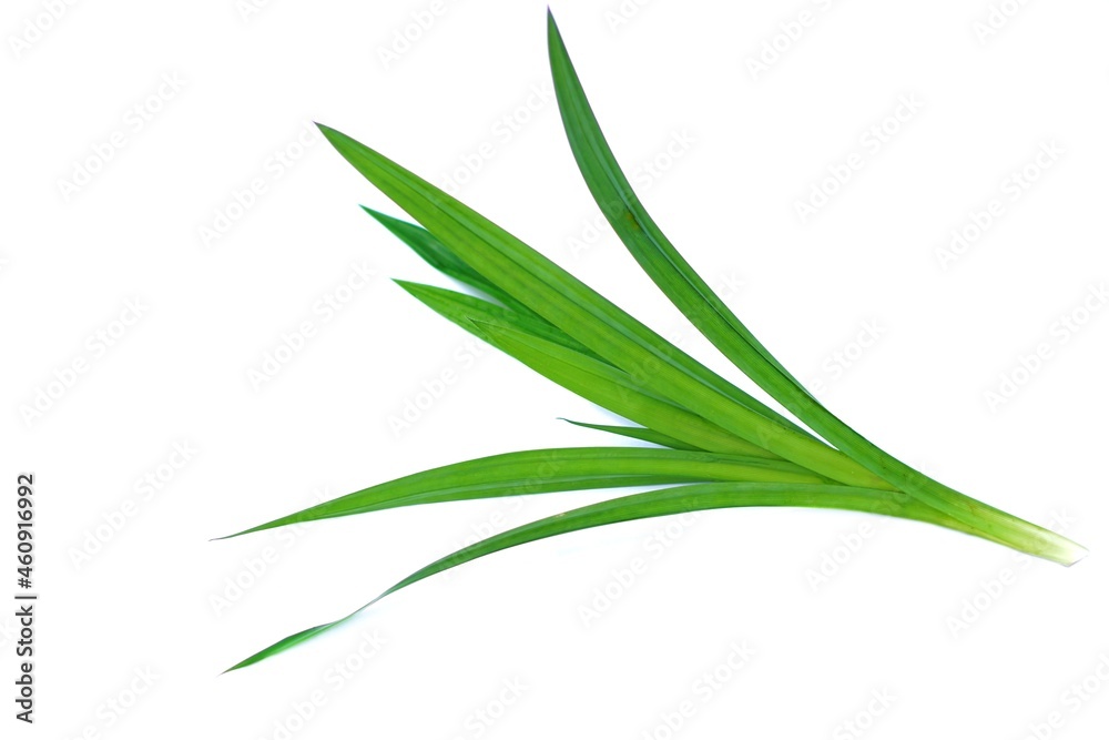 Green fresh Pandan or Screw pine leaves plant isolated on white background. Thais use it for cooking that give good smell and get green color from nature in food and beverage. It values as Thai herb. Green fresh Pandan or Screw pine leaves plant isolated on white background. Thais use it for cooking that give good smell and get green color from nature in food and beverage. It values as Thai herb.
