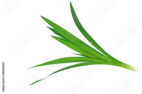 Fototapeta Naklejka Na Ścianę i Meble -  Green fresh Pandan or Screw pine leaves plant isolated on white background. Thais use it for cooking that give good smell and get green color from nature in food and beverage. It values as Thai herb. 