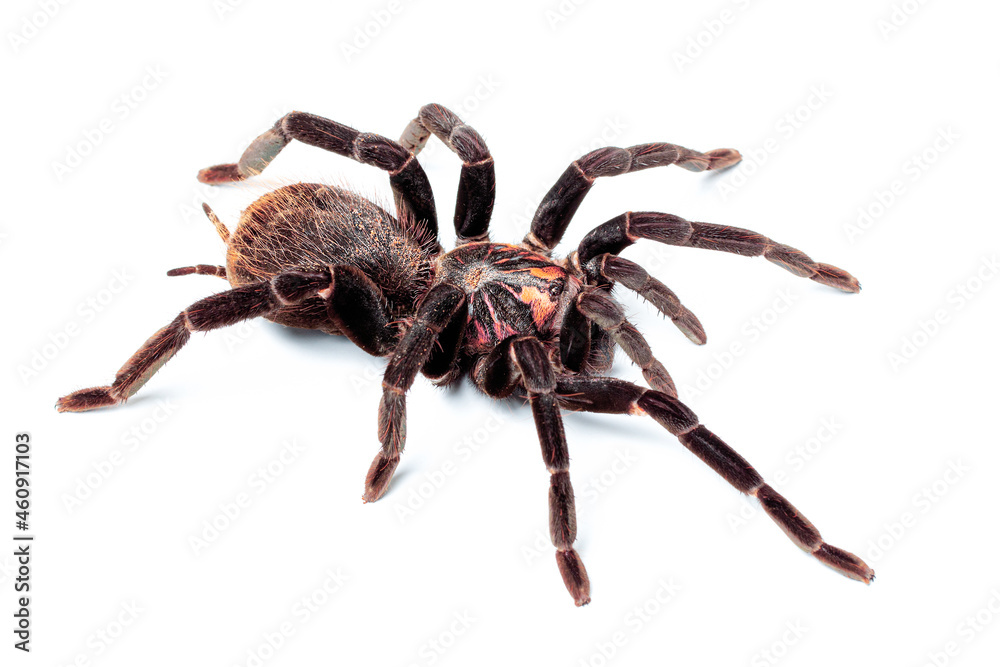 Xenesthis immanis on a white background. Tarantula spider isolate. Xenesthis immanis on a white background. Tarantula spider isolate.