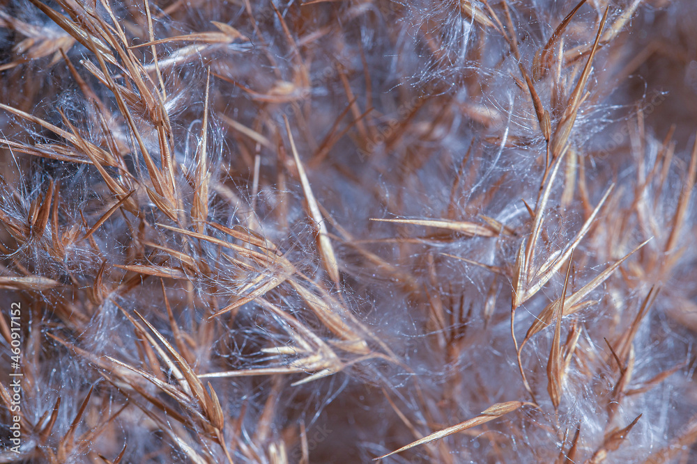 Fototapeta premium Purple dry reeds. Dry reed seeds - reed. Macro photo.
