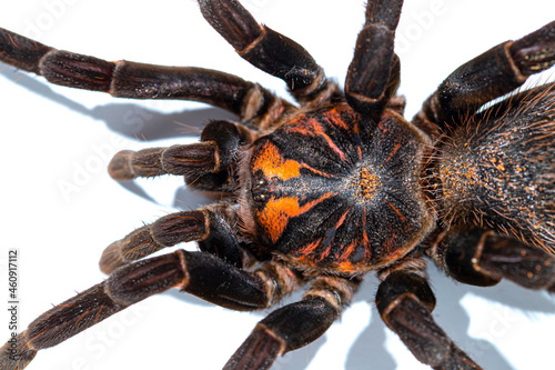 Tarantula Xenesthis immanis top view. Spider close-up isolate.
