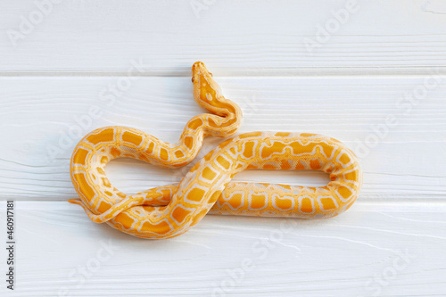 Python molurus albino close up on white textured background. Orange snake.