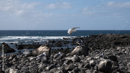 Seagull flying above a volcanic beach