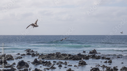 Seagulls flying above volcanic rock in the ocean