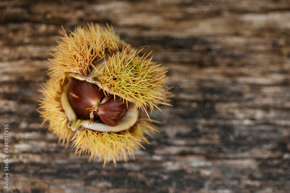 Ripe raw sweet chestnuts on wooden background from above, with copy space for text. Ripe raw sweet chestnuts on wooden background from above, with copy space for text.