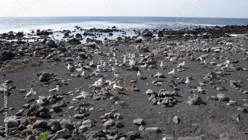 A large number of seagulls on a volcanic rock beach