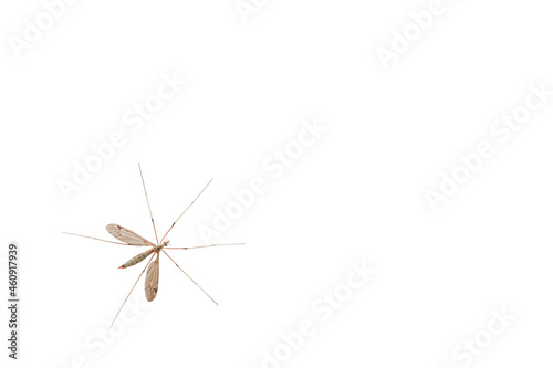 large mosquito with six legs and two transparent wings isolated on white background