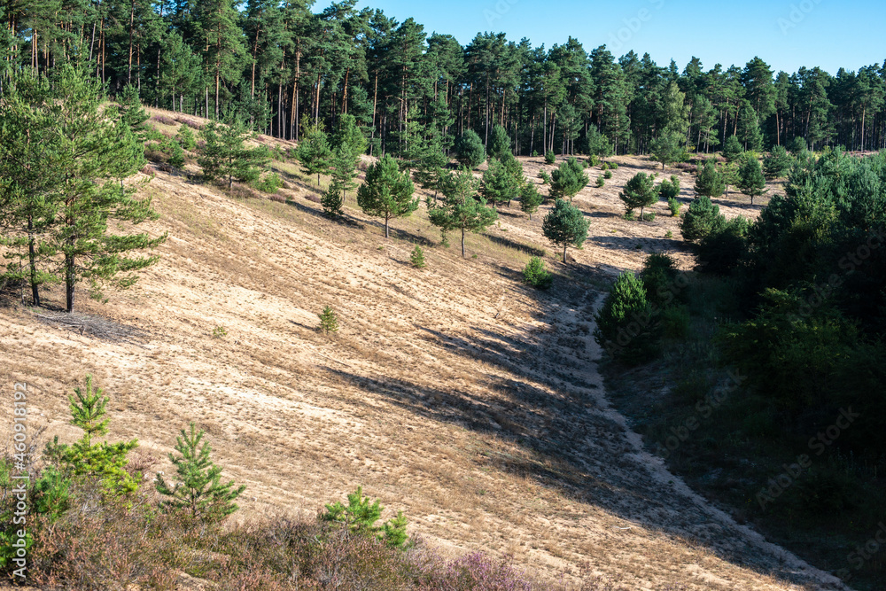 Fototapeta premium Sand dunes in the heather bloom on the Franconian dune trail near Altdorf
