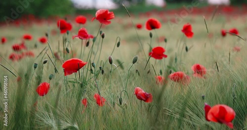 Red poppy flowers on field of rye. Green plants with red buds. Beautiful and fragile flowers at summer.