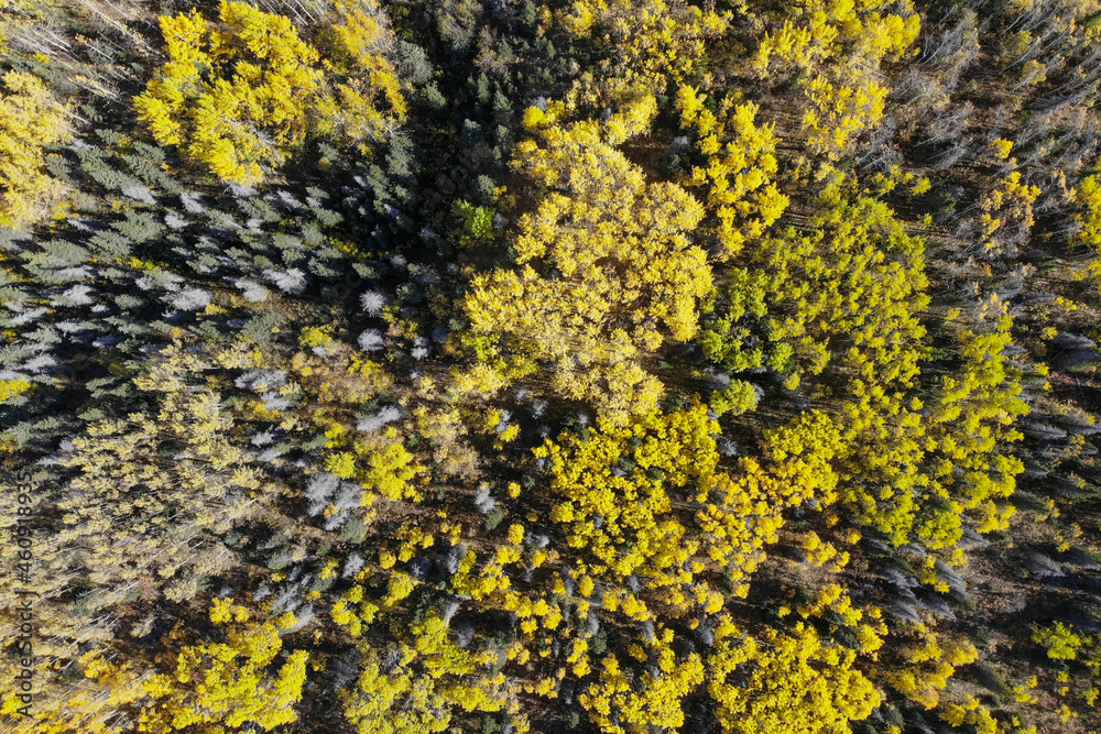 Aerial, drone view of boreal, spruce forest during fall, autumn, September with vast view from above into Canadian wilderness. Aerial, drone view of boreal, spruce forest during fall, autumn, September with vast view from above into Canadian wilderness.