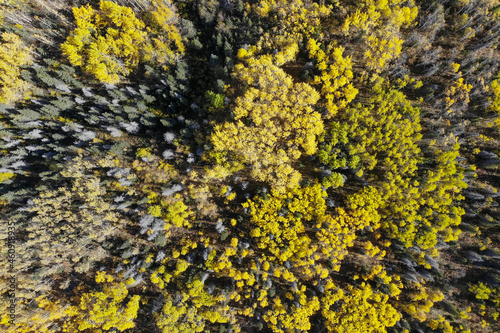 Aerial, drone view of boreal, spruce forest during fall, autumn, September with vast view from above into Canadian wilderness. 