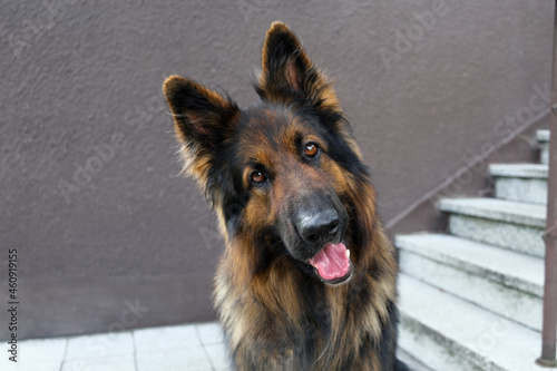 An adult German Shepherd Dog sits facing the camera by the steps outside. He smiles and sticks out his tongue.