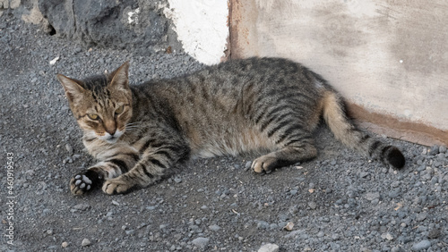 Tabby cat lying down on gravel