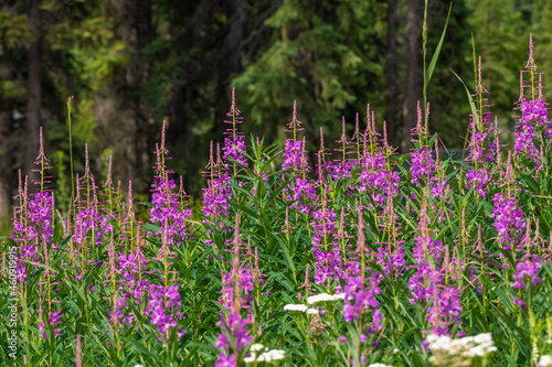 Stunning pink  purple fireweed flowers seen in full bloom during summertime with stunning blue sky  nature background in the Canadian wilderness. 