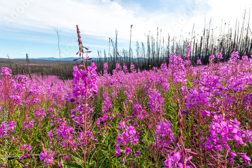 Stunning pink, purple fireweed flowers seen in full bloom during summertime with stunning blue sky, nature background in the Canadian wilderness. 
