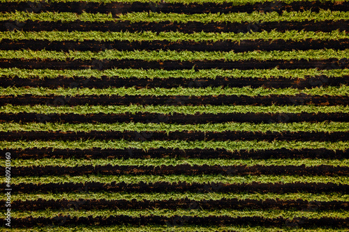 Obraz na płótnie Vineyards, a suggestive aerial image over a vineyards in an amazing landscape, Agriculture Plantation Grapes Vine Vineyard Italy