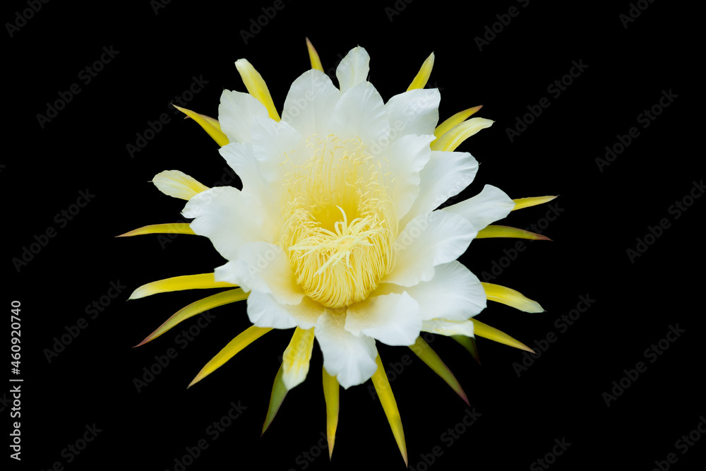 Dragon fruit flower blooming isolated on black background. Dragon fruit flower blooming isolated on black background.