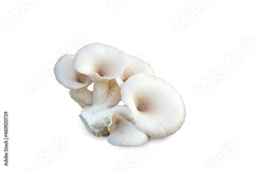 Oyster mushroom on white background.