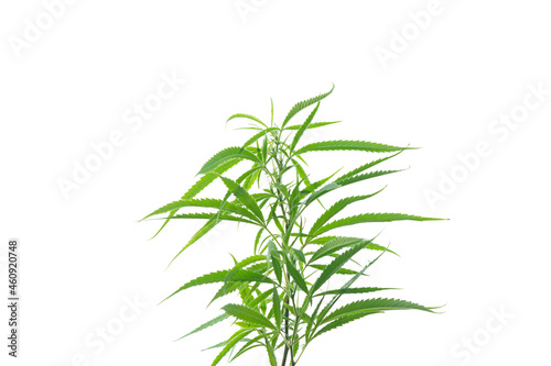 Marijuana leaves branch isolated on white background