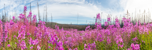 Stunning panoramic landscape of pink, purple Fireweed flowers seen in northern Canada during summer time with blue sky background, burnt our spruce tree forest behind.  photo