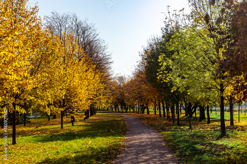 beautiful autumn sunny forest with yellow leaves