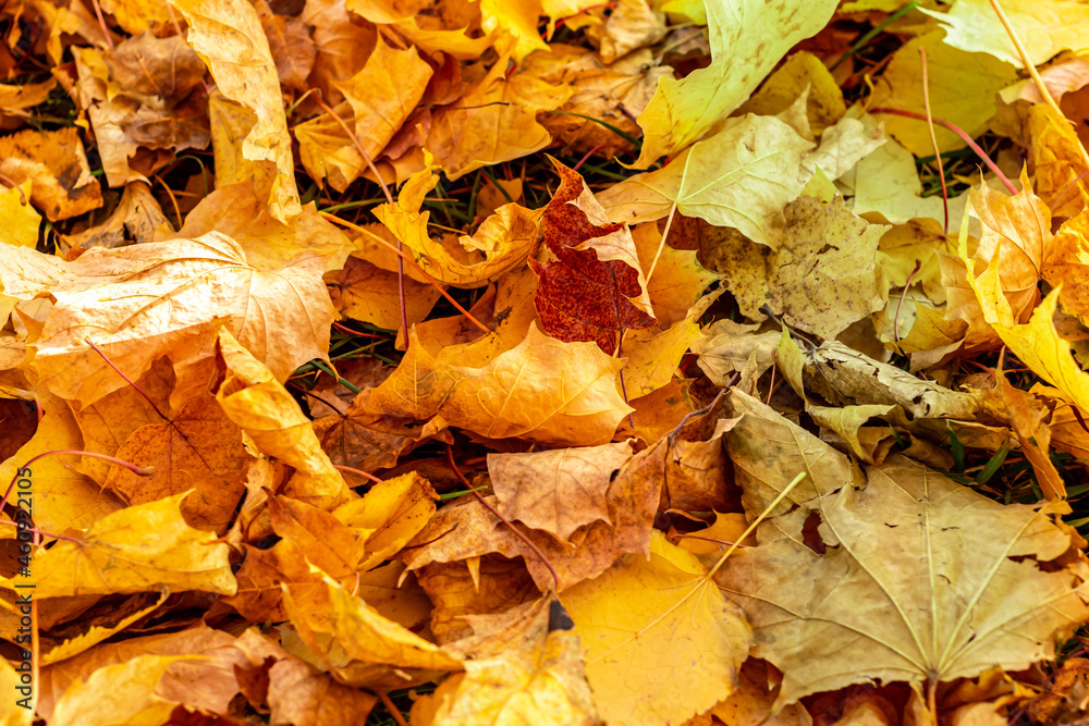 Autumn yellow leaves on the ground mosaic Autumn yellow leaves on the ground mosaic