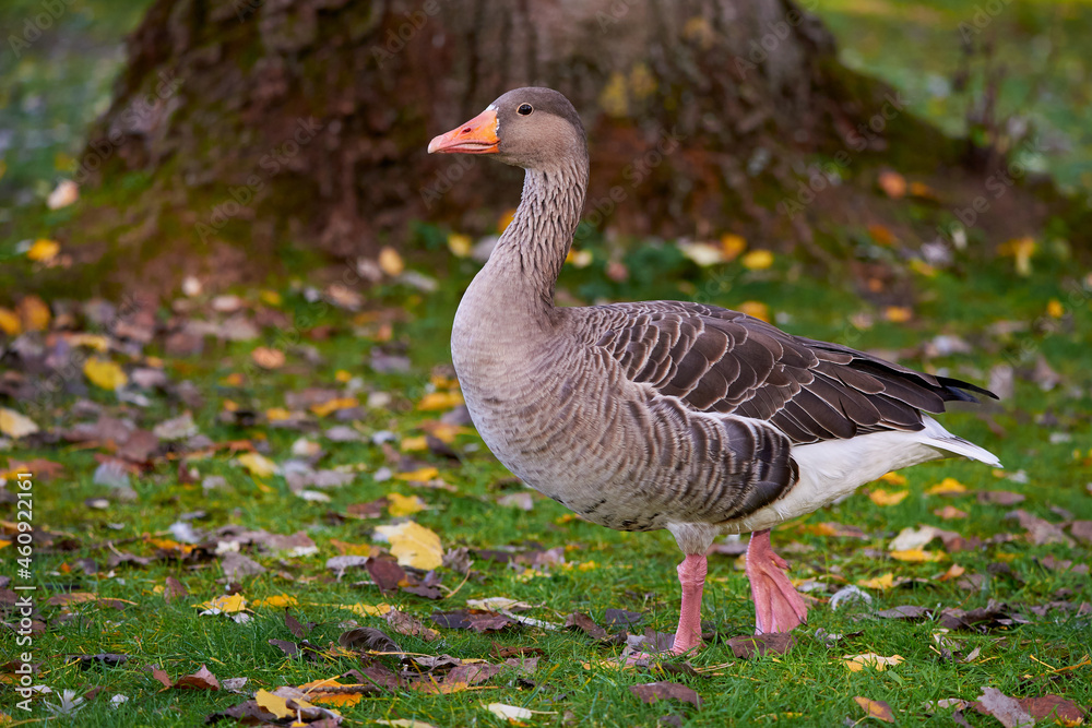 Greylag Goose on field in autumn (Anser anser) Greylag Goose on field in autumn (Anser anser)