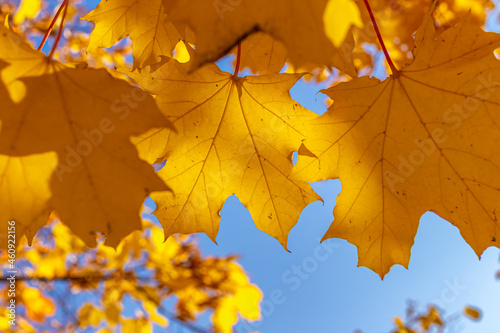 Golden maple leaves in autumn against the sky