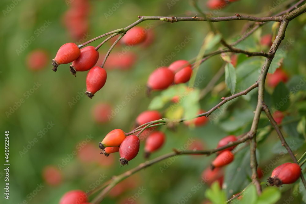 Dog rose red fresh fruits on shrub, rosa canina fruits closeup, wild healthy fruits fuul of vitamin C.