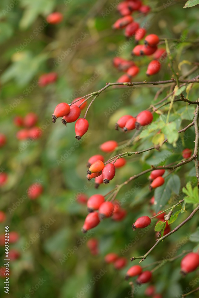 Rosa canina ripe fruits on shrub, healthy wild fruits.