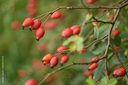 Dog rose red fresh fruits on shrub, rosa canina fruits closeup, wild healthy fruits fuul of vitamin C.