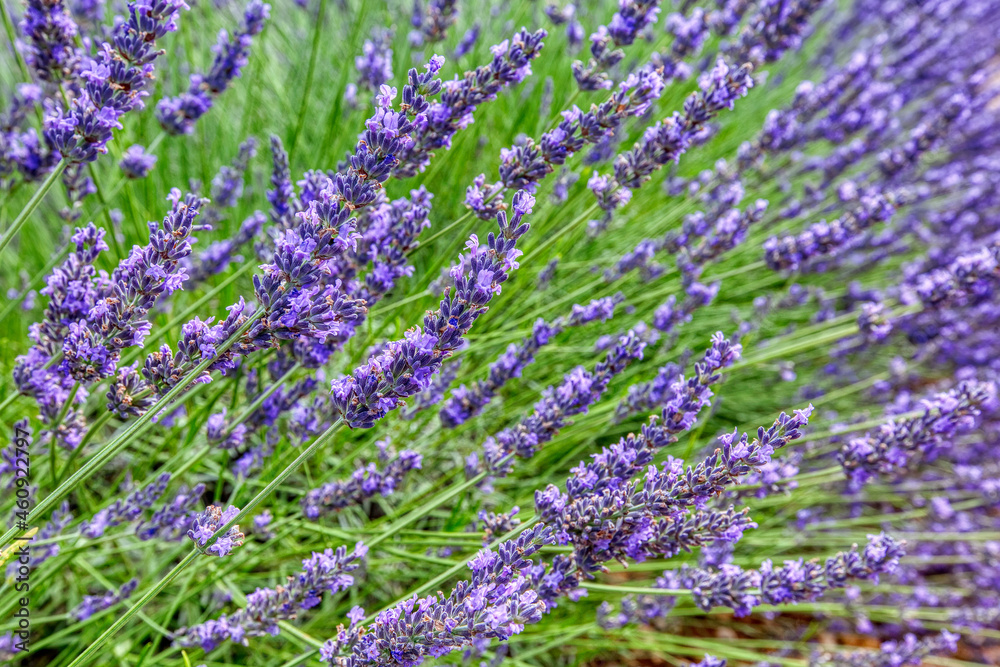 Obraz premium Lavender field. Lilac lavender fields surrounded by mountains. Plateau de Valensole, Provence, France