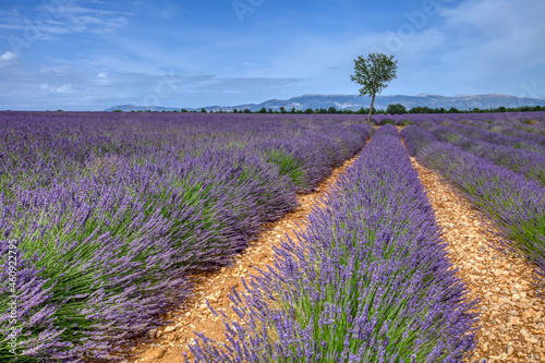 Lavender field. Lilac lavender fields surrounded by mountains. Plateau de Valensole   Provence  France 