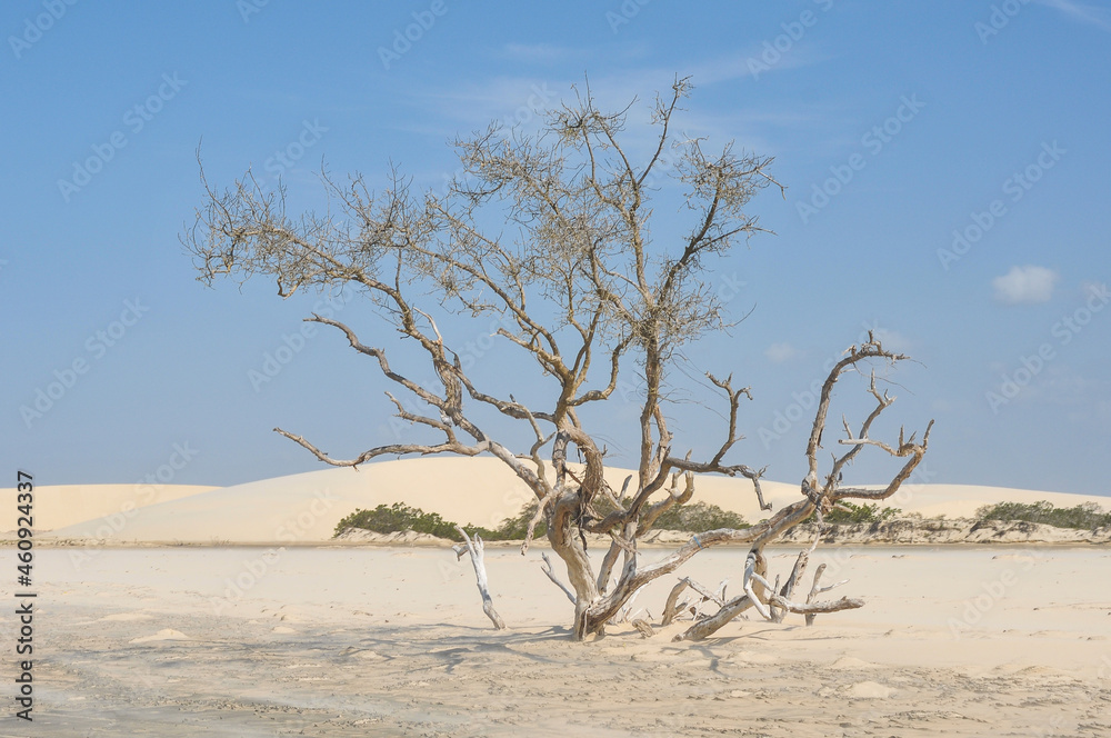 Jericoacoara Brazil