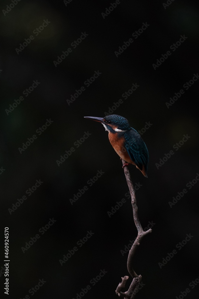 kingfisher in the forest