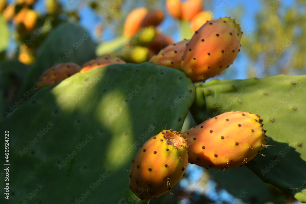 Detail of prickly pear plants with fruits. Detail of prickly pear plants with fruits.