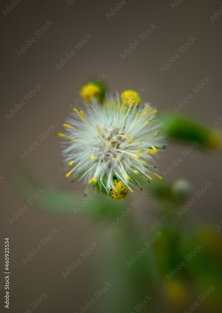 Dandelion Dandelion