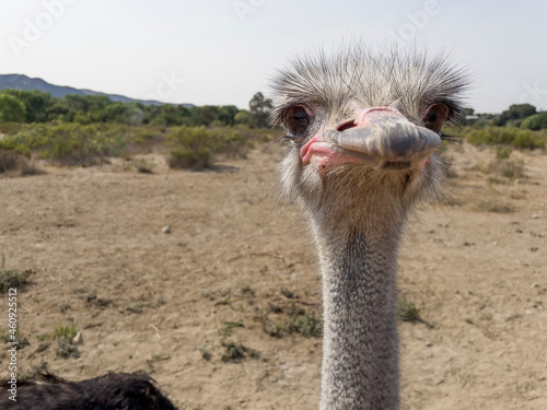 Close-up of Ostrich looking into camera. Pink and gray beak and big eyes with long lashes photo