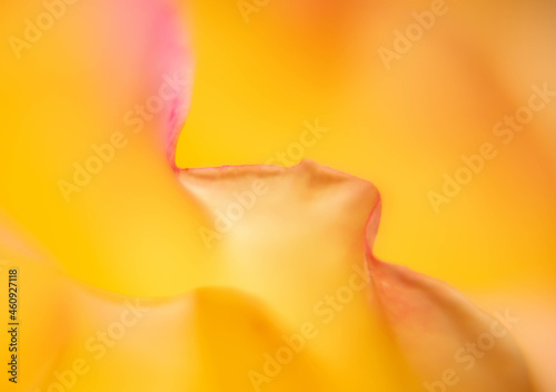 фотографія Abstract of Yellow Rose
