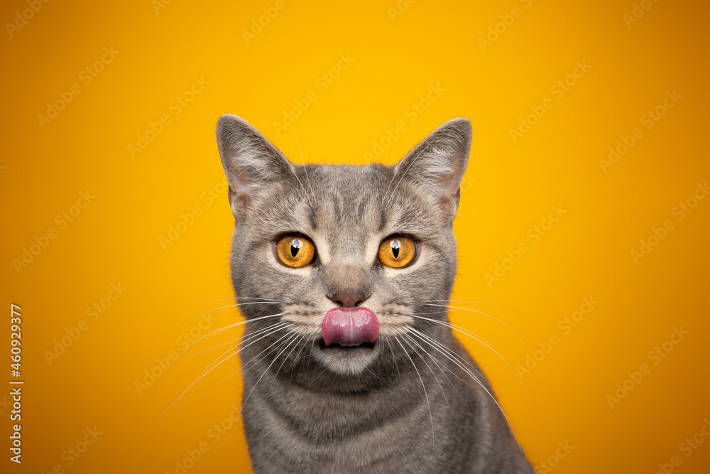hungry tabby british shorthair cat licking lips portrait on yellow orange  background