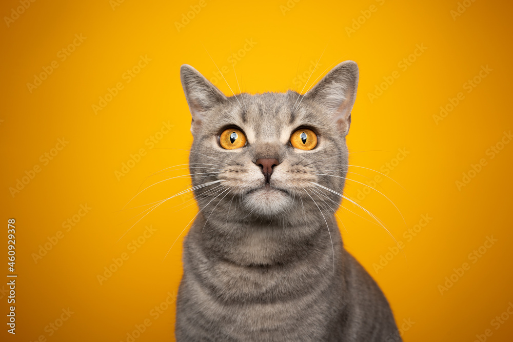cute tabby british shorthair cat with yellow eyes portrait looking surprised on yellow background with copy space