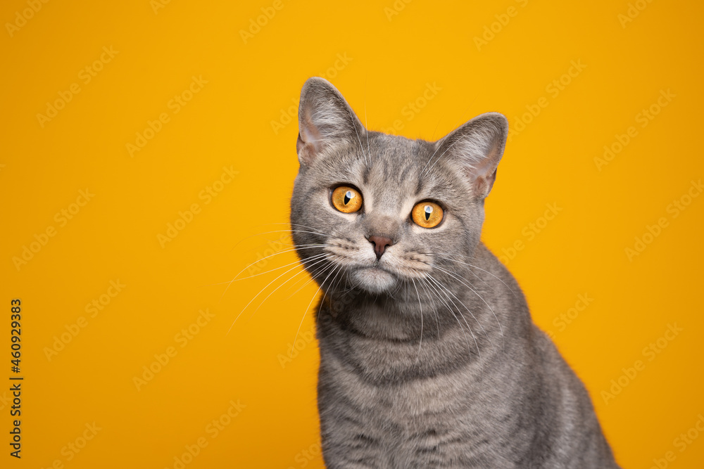 cute tabby british shorthair cat with yellow eyes portrait on yellow background with copy space