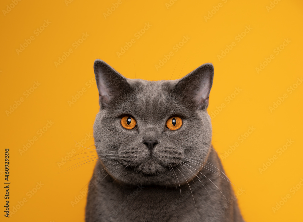 blue british shorthair cat with orange eyes looking at camera on yellow background portrait