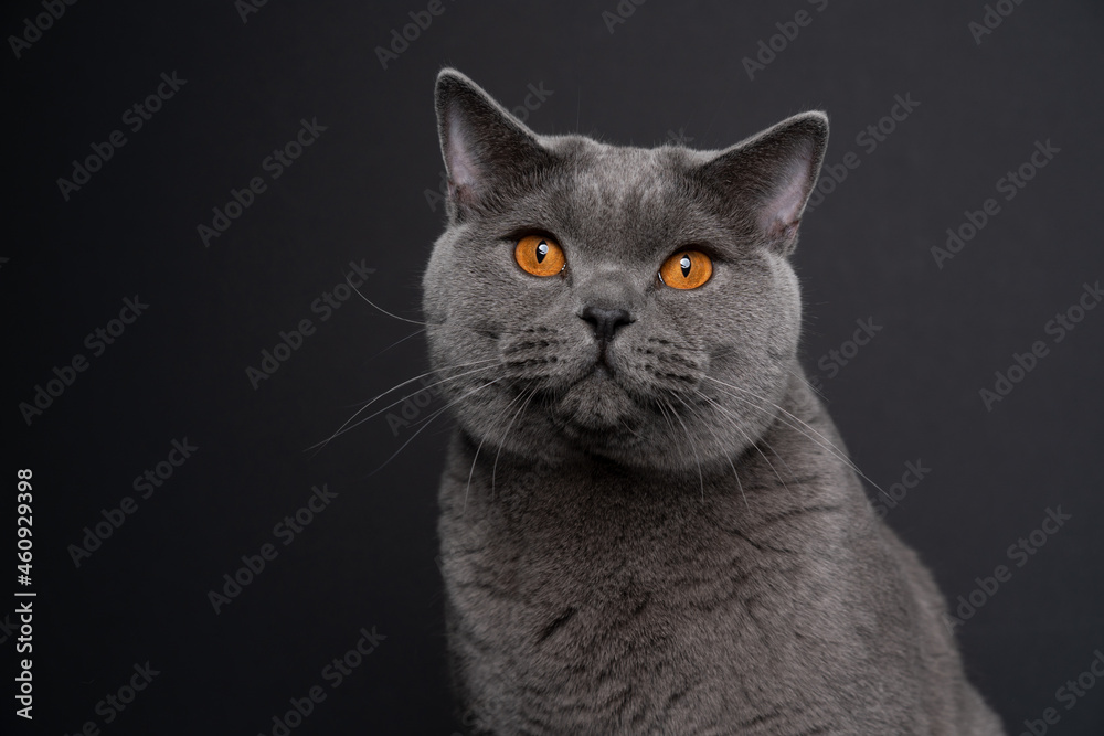 beautiful blue british shorthair cat with orange eyes portrait on dark gray or black background with copy space