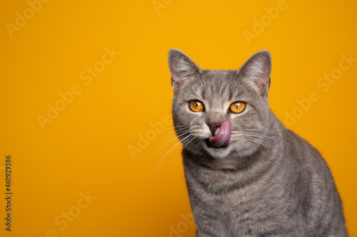 hungry tabby british shorthair cat licking lips on yellow background with copy space © FurryFritz