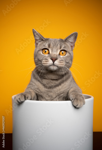 funny tabby british shorthair cat inside of white tube looking at camera on yellow background with copy space