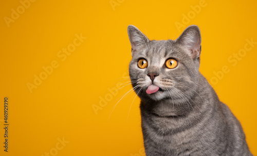 naughty tabby british shorthair cat sticking out tongue looking at copy space on yellow background photo